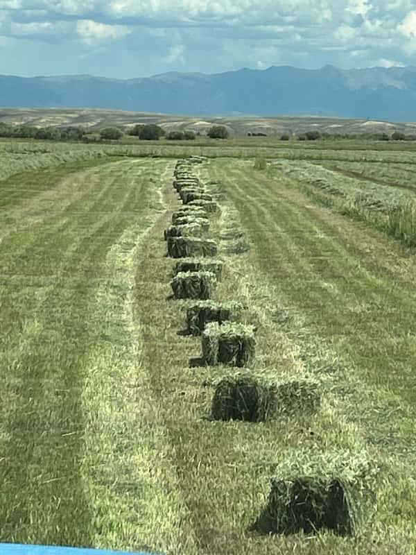 The Hay Barn 365 Hay Company