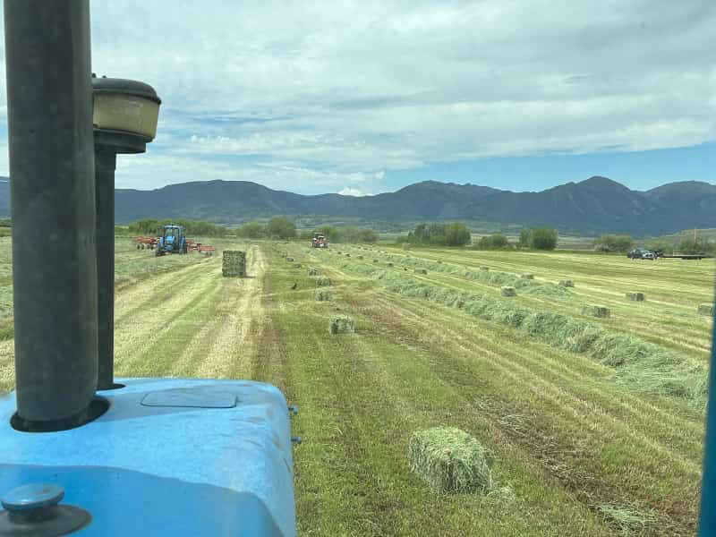 The Hay Barn 365 Hay Company