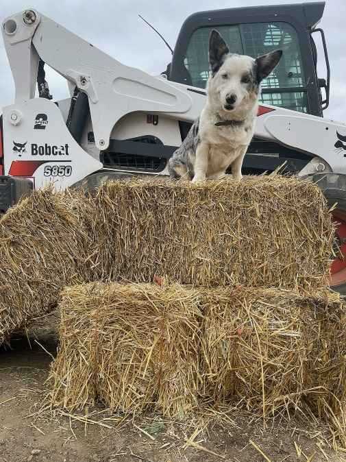 Cody at 365 Hay Company, Littleton CO