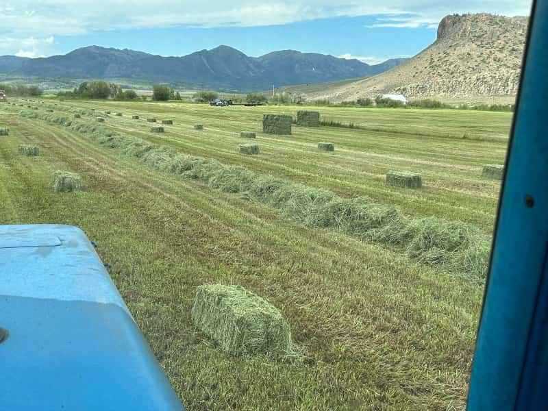 The Hay Barn 365 Hay Company
